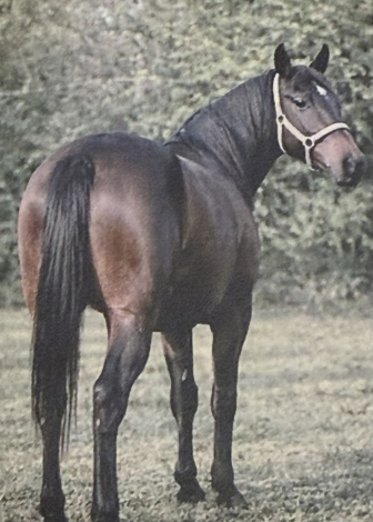 HorseID: 2308280 Bling MeLuck Texas - PhotoID: 1092399