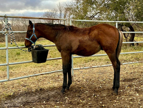 HorseID: 2308281 Canadian Moves - PhotoID: 1092400