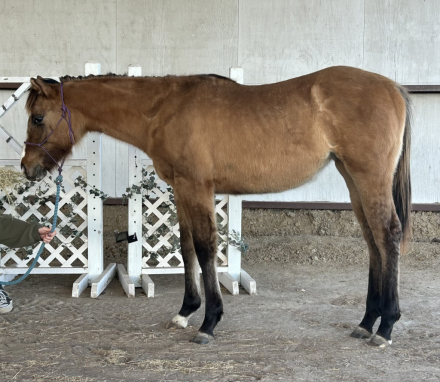 HorseID: 2308282 Righteous Details - PhotoID: 1092401