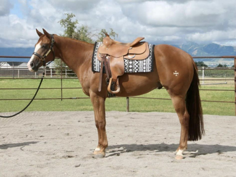 HorseID: 2308283 Cache Me At The Bank - PhotoID: 1092402