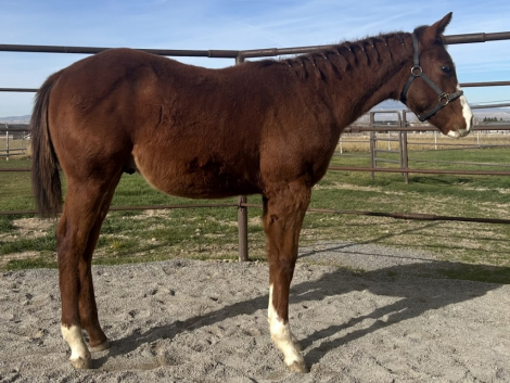 HorseID: 2308284 A Good Holiday - PhotoID: 1092403