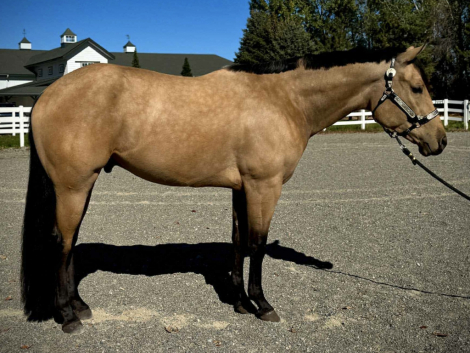 HorseID: 2308285 Dutton GetAny Better - PhotoID: 1092404