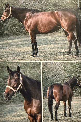 HorseID: 2308288 Grasshopper Shake - PhotoID: 1092405