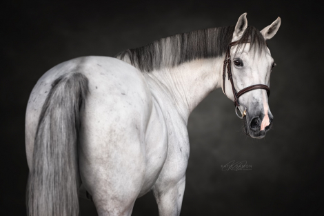 HorseID: 2308289 Beau - PhotoID: 1092408