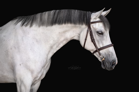 HorseID: 2308289 Beau - PhotoID: 1092409