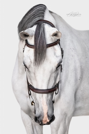 HorseID: 2308289 Beau - PhotoID: 1092410