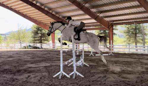 HorseID: 2308289 Beau - PhotoID: 1092411