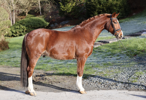 HorseID: 2308290 Beni’ Par Larda - PhotoID: 1092412