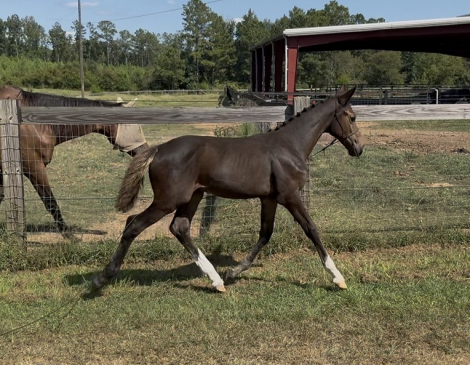 HorseID: 2308291 Raise A Glass Dirty Martini - PhotoID: 1092413