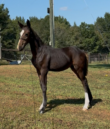 HorseID: 2308291 Raise A Glass Dirty Martini - PhotoID: 1092414