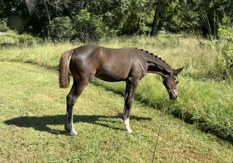 HorseID: 2308291 Raise A Glass Dirty Martini - PhotoID: 1092415