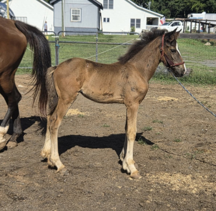 HorseID: 2308291 Raise A Glass Dirty Martini - PhotoID: 1092416