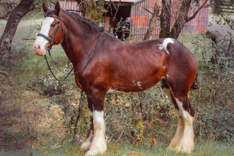 HorseID: 2308291 Raise A Glass Dirty Martini - PhotoID: 1092417