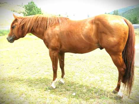 HorseID: 2308292 Investing On Impulse - PhotoID: 1092419