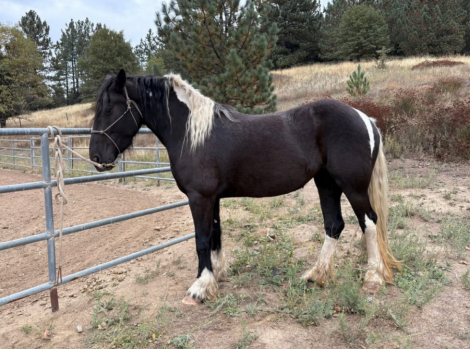 HorseID: 2308303 ZERA con DOLCEZZA - PhotoID: 1092436