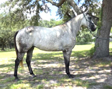 HorseID: 2308305 Chasin Cash With My Arce - PhotoID: 1092437