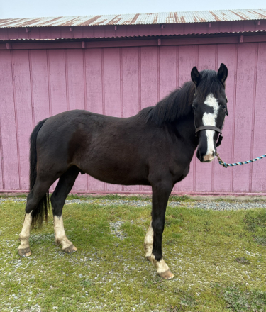 HorseID: 2308308 Phoenix - PhotoID: 1092440