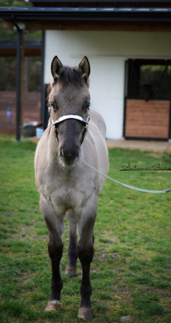 HorseID: 2308317 Shining C Rain - PhotoID: 1092443