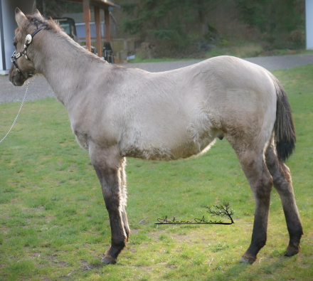 HorseID: 2308317 Shining C Rain - PhotoID: 1092444