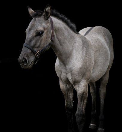 HorseID: 2308317 Shining C Rain - PhotoID: 1092445