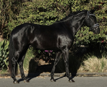 HorseID: 2308318 FurstenInk EDI - PhotoID: 1092447