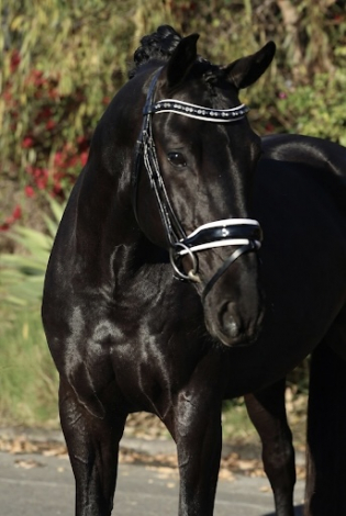 HorseID: 2308318 FurstenInk EDI - PhotoID: 1092448