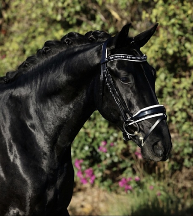 HorseID: 2308318 FurstenInk EDI - PhotoID: 1092449