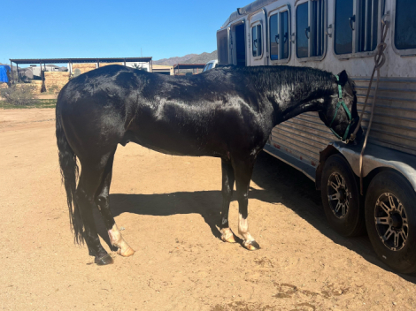 HorseID: 2308319 “IMA SHINY INVESTMENT “ - PhotoID: 1092450