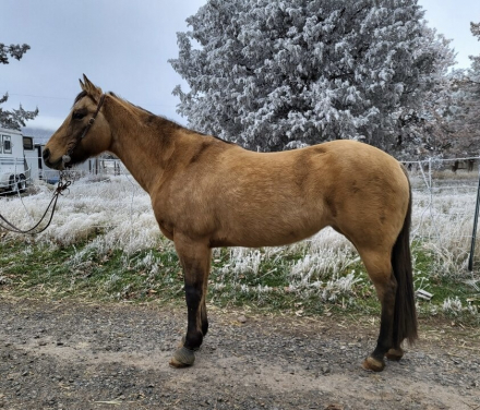 HorseID: 2308320 MBJ Dancing Angel - PhotoID: 1092451