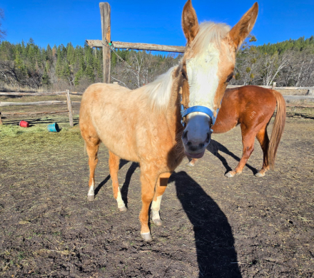 HorseID: 2308327 Cat San Boon The Forth - PhotoID: 1092460