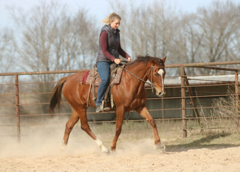 HorseID: 2308329 Jackiegirl - PhotoID: 1092462