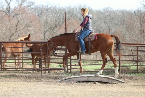 HorseID: 2308329 Jackiegirl - PhotoID: 1092463