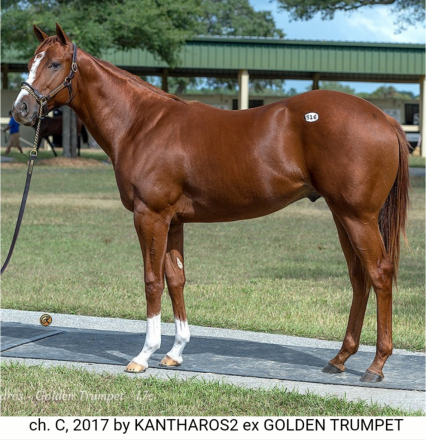 HorseID: 2308330 The After Party - PhotoID: 1092465