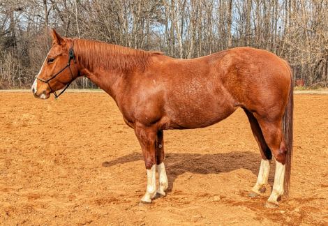 HorseID: 2308331 Ophelia - PhotoID: 1092466