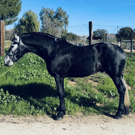 HorseID: 2308336 Ramsey - PhotoID: 1092467