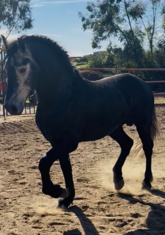 HorseID: 2308336 Ramsey - PhotoID: 1092468