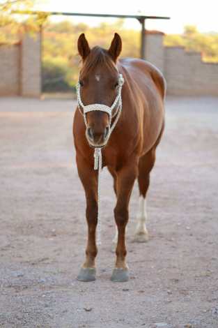 HorseID: 2308344 Flying V Katey - PhotoID: 1092477