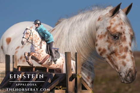 HorseID: 2308349 Einstein - PhotoID: 1092480