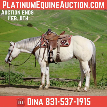 HorseID: 2308352 Apache LHR - PhotoID: 1092485