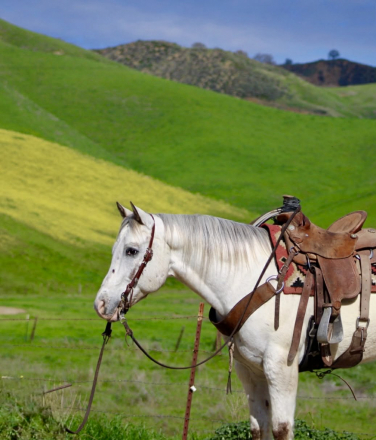 HorseID: 2308352 Apache LHR - PhotoID: 1092486