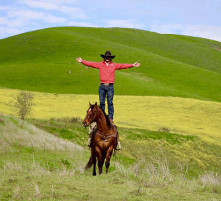 HorseID: 2308353 Bravo LHR - PhotoID: 1092490