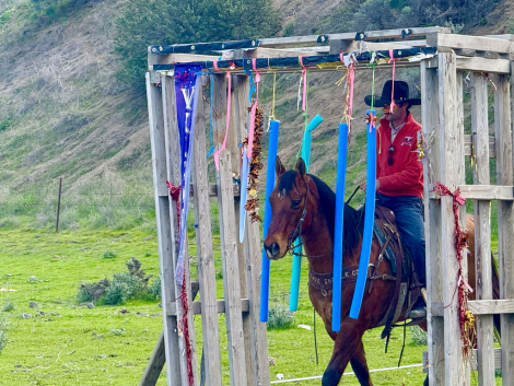 HorseID: 2308353 Bravo LHR - PhotoID: 1092491