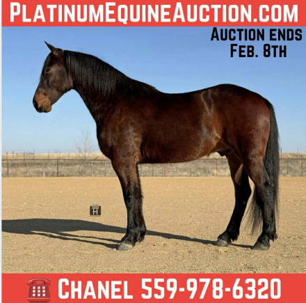 HorseID: 2308354 Huntsman HHC - PhotoID: 1092493