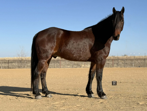 HorseID: 2308354 Huntsman HHC - PhotoID: 1092494