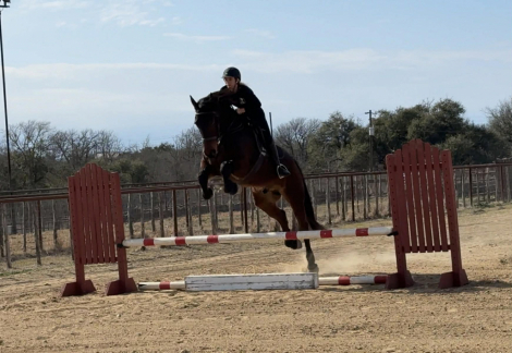 HorseID: 2308354 Huntsman HHC - PhotoID: 1092496