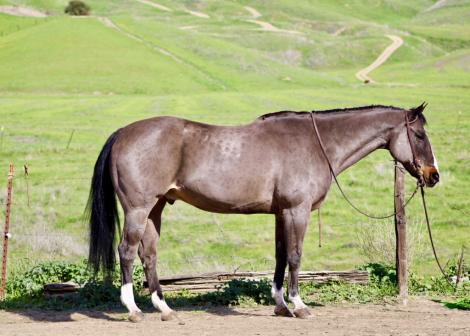 HorseID: 2308358 Nelson Cr - PhotoID: 1092500