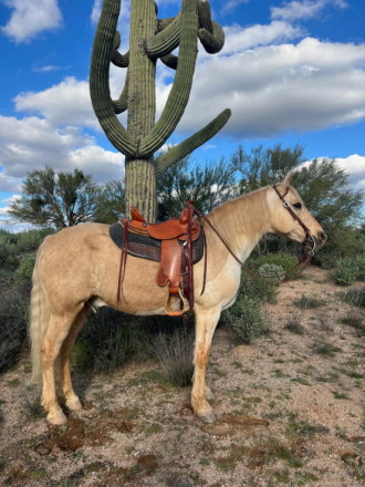 HorseID: 2308360 Whiplash - PhotoID: 1092501