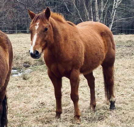 HorseID: 2308361 Littlebit Crackerjack - PhotoID: 1092503