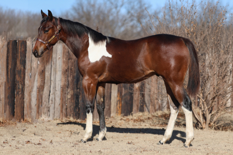 HorseID: 2308363 Hemakestheladiesbogie - PhotoID: 1092502