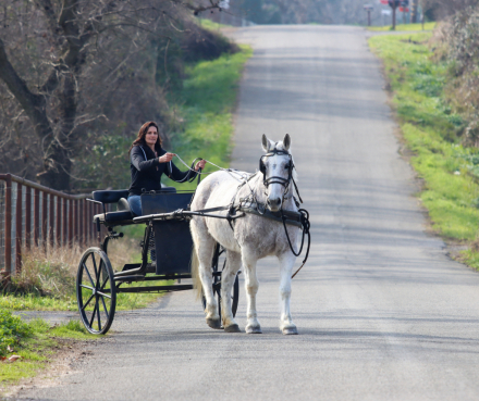 HorseID: 2308365 Gracie - PhotoID: 1092505